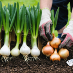 découvrez les astuces essentielles pour réussir la plantation des oignons étape par étape, du choix des bulbes à la récolte, pour un jardinage facile et productif.