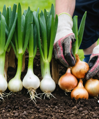 découvrez les astuces essentielles pour réussir la plantation des oignons étape par étape, du choix des bulbes à la récolte, pour un jardinage facile et productif.