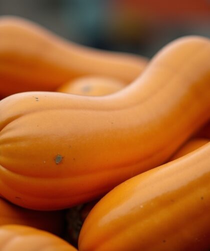 Quelle quantité de courges butternut conserver par pied pour une récolte optimale ?