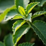 Quel engrais privilégier pour garder un ficus toujours vigoureux ?