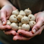 Peut-on composter les coquilles de noix à la maison ? Analyse et conseils pratiques