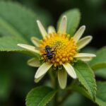 Clématite vs Passiflore : Comprendre les différences entre ces deux plantes grimpantes