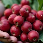 La rhubarbe récoltée en fin de saison : peut-on encore la consommer sans risque ?