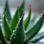 L'aloe vera peut-il survivre aux rigueurs de l'hiver en extérieur sans aucun abri ?