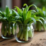 Guide pratique : cultiver un papyrus avec succès dans un vase en verre simple
