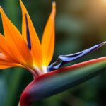Feuilles de Strelitzia qui se replient : causes et solutions pour un feuillage éclatant