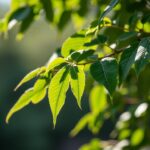 Les arbres à croissance rapide idéaux pour offrir de l’ombre dans votre jardin