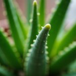 Aloe vera en détresse : méthodes efficaces pour enrayer la pourriture et redonner vie à votre plante