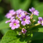 Paulownia : Comment choisir l'emplacement idéal et éviter les erreurs fatales à sa croissance