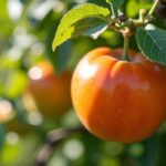 Durée de production fruitière d'un mirabellier dans votre verger : combien d'années espérer ?