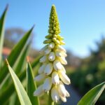 Faut-il couper la hampe florale du yucca après sa floraison ?