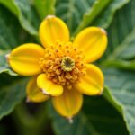 Prévenir et maîtriser la montée en graines prématurée du chou romanesco : conseils pratiques
