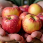 Récolte de pommes de terre : quel rendement attendre selon les variétés ?