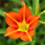 Guide complet pour cultiver et soigner une fleur de lys éclatante dans votre jardin