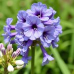 Guide pratique pour cultiver le delphinium et prolonger sa floraison tout l'été
