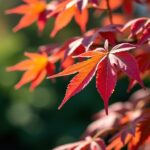 Érable du Japon : Comprendre le recroquevillement des feuilles et les solutions efficaces