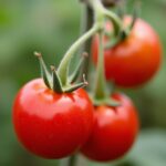 Guide complet pour cultiver le figuier Rouge de Bordeaux et maximiser votre récolte de figues savoureuses