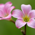 Pourquoi votre muguet ne fleurit-il pas ses clochettes parfumées ? Découvrez les causes possibles !