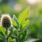Les plantes médicinales à cultiver chez soi et leurs vertus bienfaisantes
