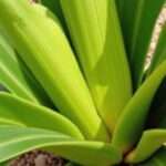 Guide pratique pour multiplier votre yucca grâce à la coupe et au repiquage