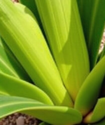 Guide pratique pour multiplier votre yucca grâce à la coupe et au repiquage