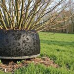 Guide pratique : redresser pas à pas un arbre incliné grâce au tire-fort