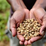 Guide pratique pour récolter les graines de la pervenche de Madagascar