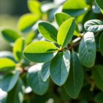 Quelle est la vitesse de croissance d'un éléagnus ?