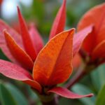 Eucalyptus en danger : comprendre pourquoi ses feuilles virent au rouge et tombent