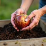 Comment se débarrasser correctement des pommes pourries : astuces et conseils