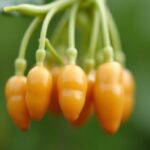 Quel est le délai de germination des haricots ?