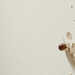 Astuce pratique : Comment éliminer efficacement la trace de bave d’escargot sur vos murs ?