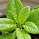 Guide pratique pour réussir la culture du panais au potager