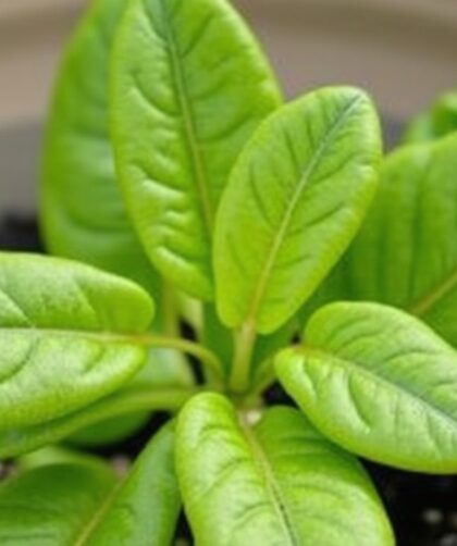 Guide pratique pour réussir la culture du panais au potager