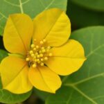 Ficus elastica : comprendre et remédier aux feuilles jaunes et à leur chute
