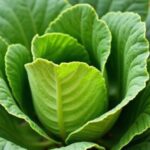 Guide pratique pour cultiver le chou kale dans votre potager