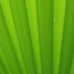 Comprendre pourquoi les feuilles de votre palmier restent fermées : causes et solutions