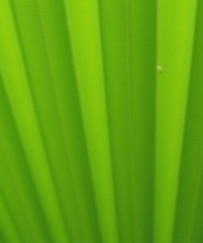 Comprendre pourquoi les feuilles de votre palmier restent fermées : causes et solutions