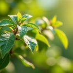 Comment la culture biologique de l’ashwagandha garantit-elle une racine d’une pureté exceptionnelle ?